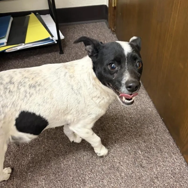 Speckles C thumbnail 5