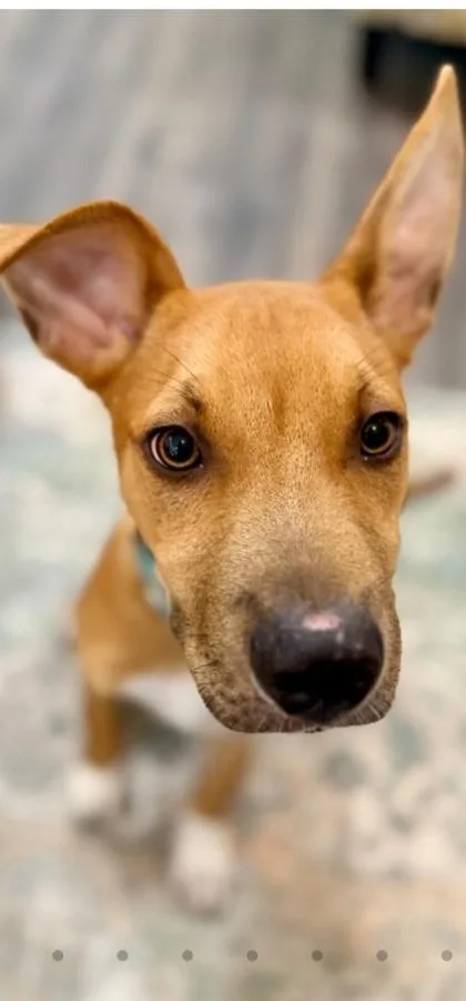 A baby medium-sized male Mixed Breed dog named Branch for adoption in Cincinnati, OH
