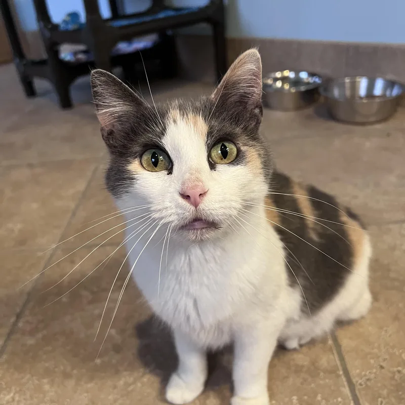 An adult medium-sized female Dilute Calico Domestic Short Hair cat named Silly for adoption in Arlington Heights, IL