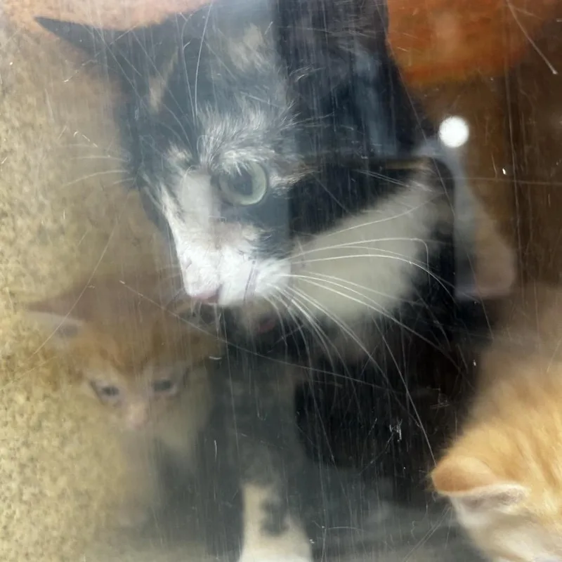 An adult medium-sized female Calico Domestic Short Hair cat named Neddy for adoption in Philadelphia, PA