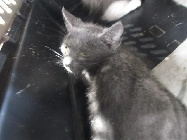 A baby small-sized male Domestic Short Hair cat named A for adoption in Ocala, FL