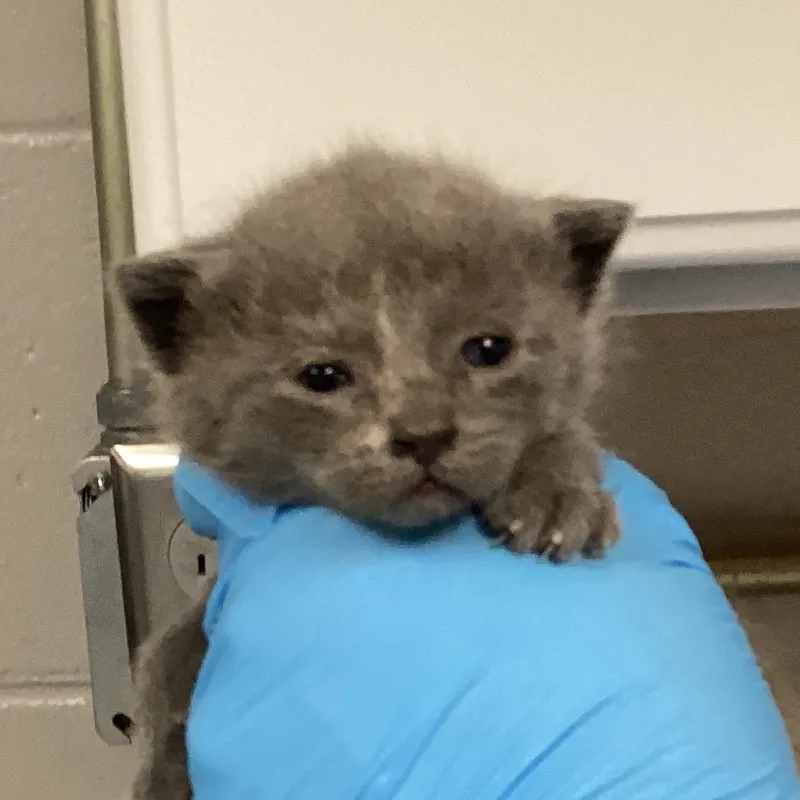 A baby small-sized female Gray / Blue / Silver Domestic Short Hair cat named Doodles for adoption in Greenville, SC