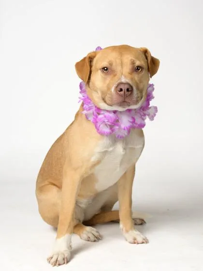 An adult small-sized female Pit Bull Terrier dog named Geeta for adoption in Atlanta, GA