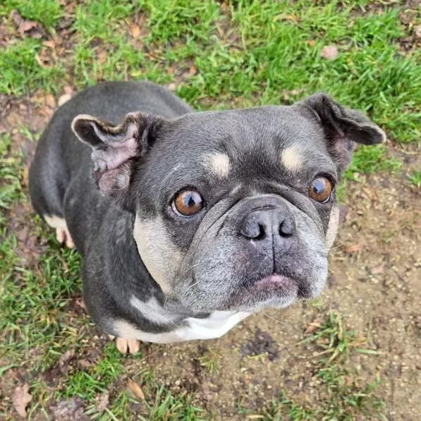 A young small-sized female French Bulldog dog named Bette for adoption