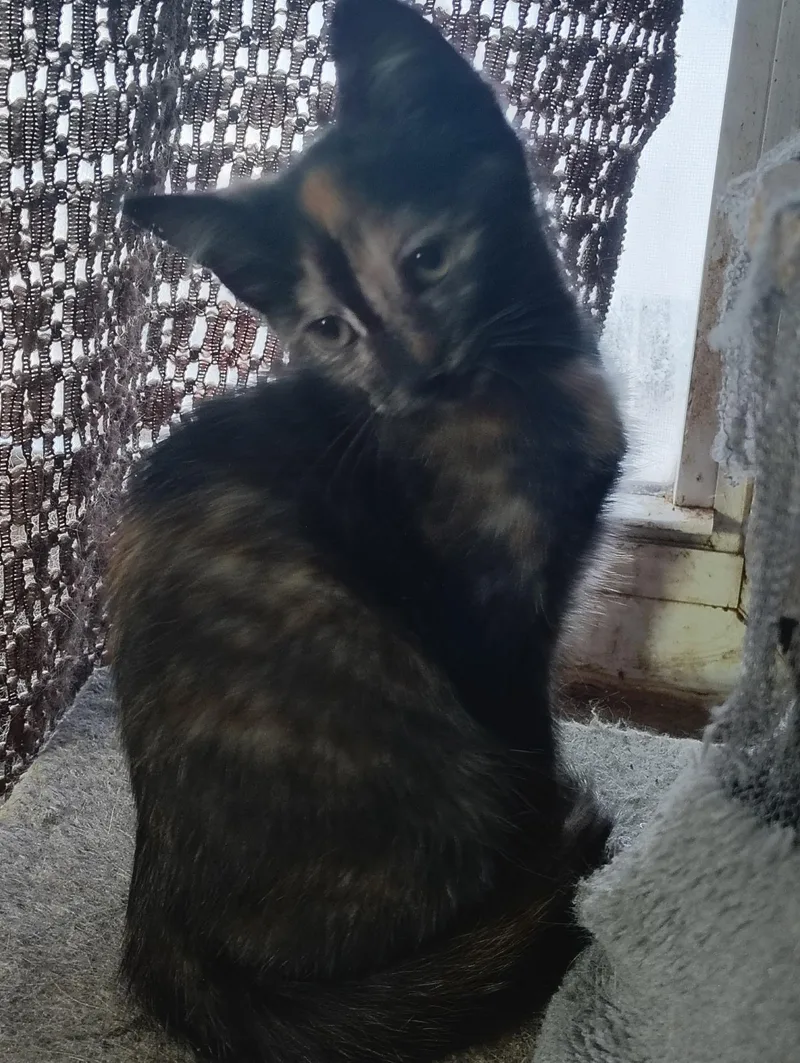 A young medium-sized female Tortoiseshell Domestic Short Hair cat named Lily for adoption in Lemont, IL