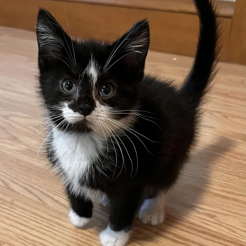 Sox