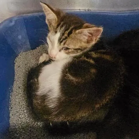 A baby small-sized male Gray / Blue / Silver Domestic Short Hair cat named Sahara for adoption in Starkville, MS