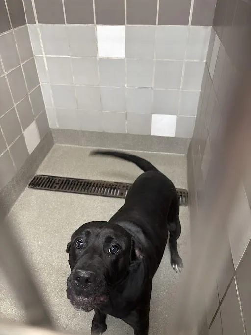 An adult large-sized male Labrador Retriever dog named Burnice for adoption in Las Vegas, NV