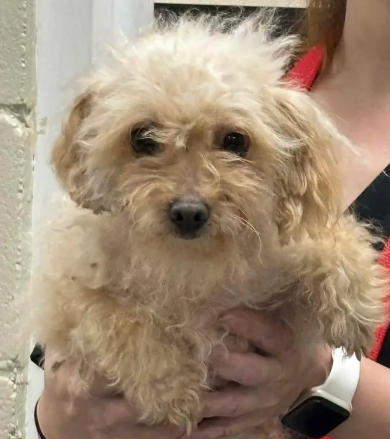 An adult small-sized female White / Cream Maltipoo dog named China for adoption in Ozone Park, NY