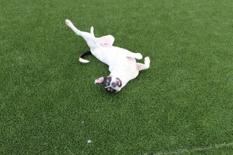 An adult medium-sized male Tricolor (Brown, Black, & White) Mixed Breed dog named Speedy for adoption in Jackson, TN