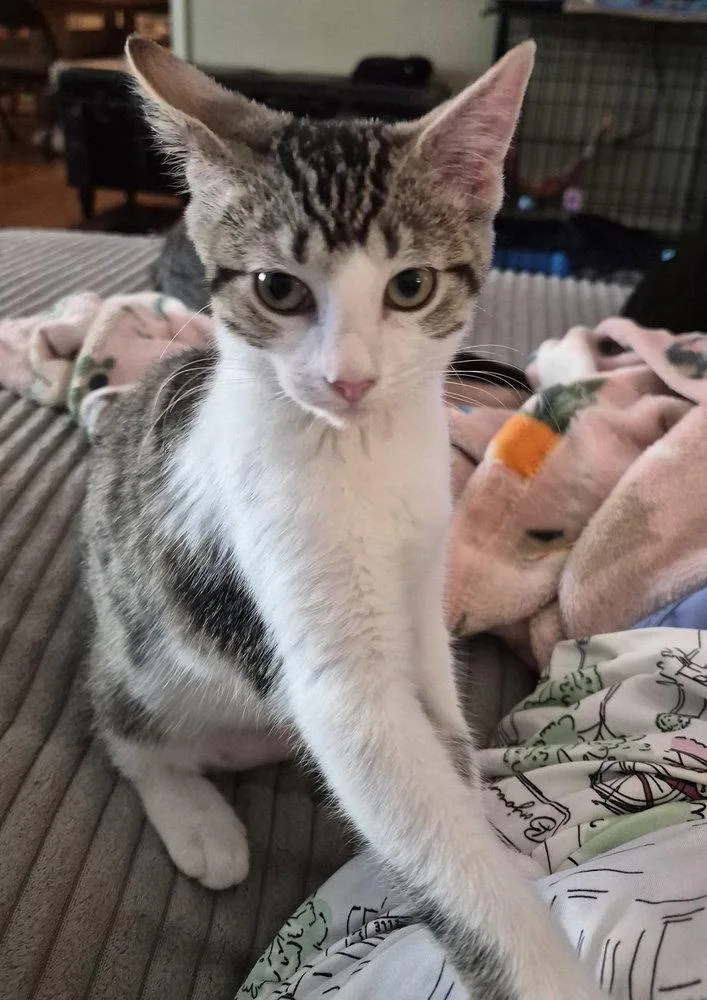 A baby small-sized female Domestic Short Hair cat named Honeydew for adoption in O'Fallon, MO