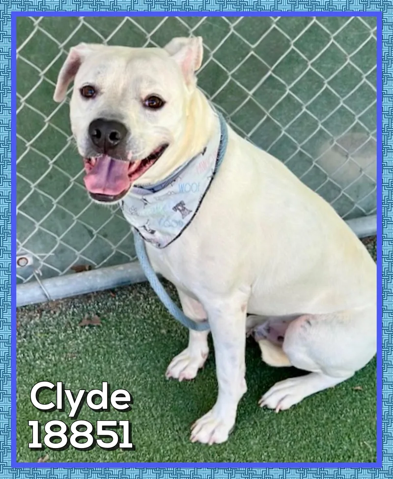 Clyde