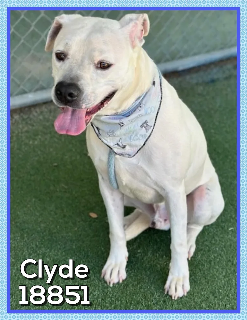 Clyde thumbnail 2