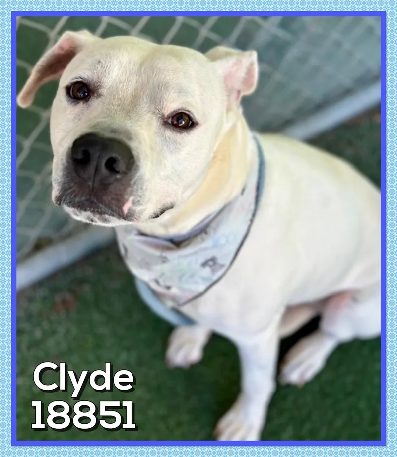Clyde thumbnail 3