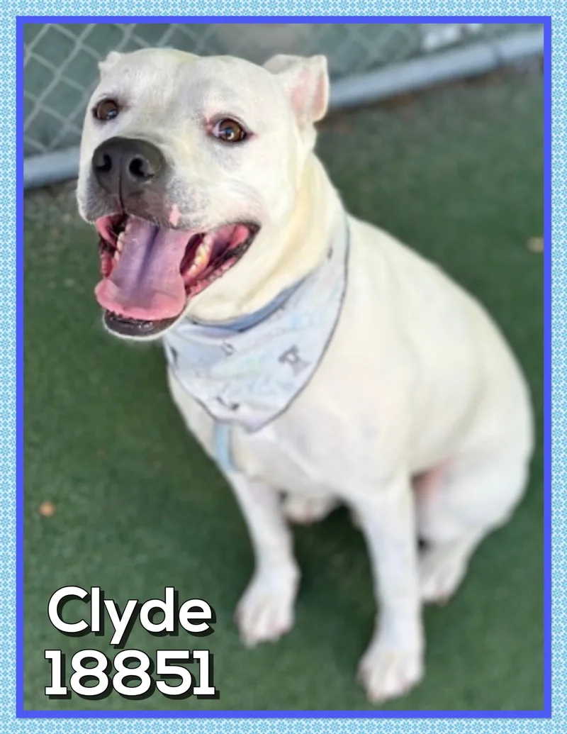 Clyde thumbnail 4