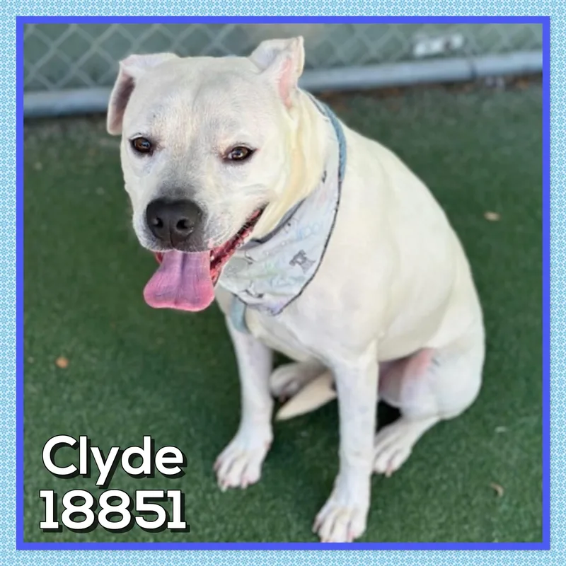 Clyde thumbnail 5