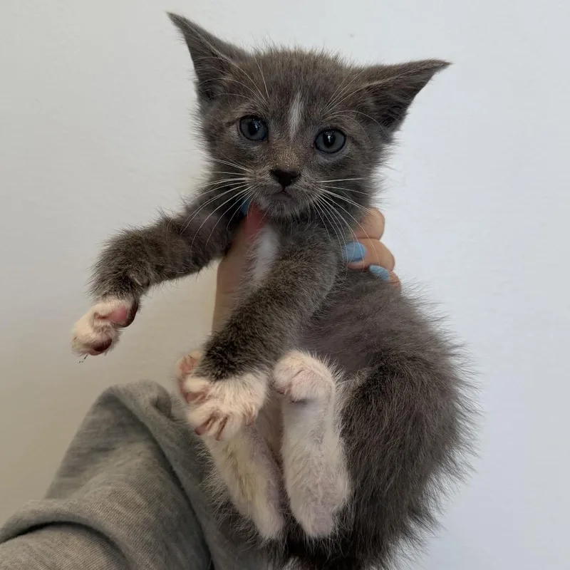 A baby medium-sized male Gray & White Domestic Short Hair cat named Breyer for adoption in Chattanooga, TN