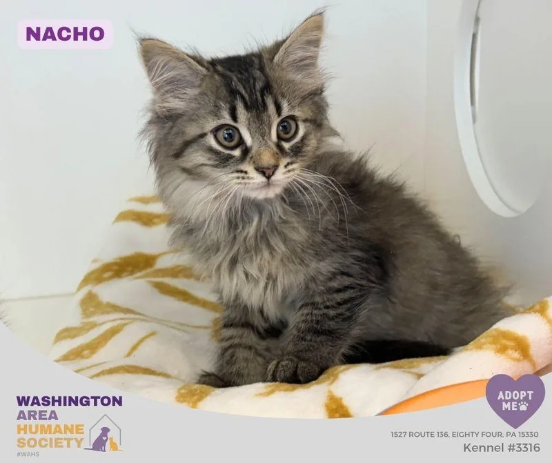 A baby small-sized male Tabby (Brown / Chocolate) Domestic Long Hair cat named Nacho for adoption in Eighty Four, PA