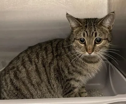 An adult medium-sized female Domestic Short Hair cat named Brandy for adoption in Lafayette, IN