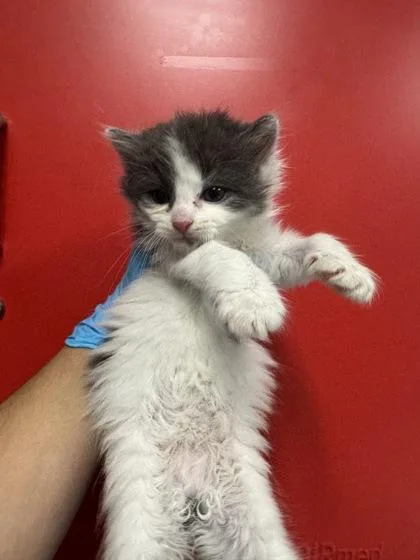 A young small-sized female Domestic Long Hair cat named B Buttercream for adoption in North Charleston, SC