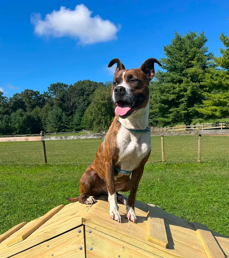A young medium-sized female Terrier dog named Lakota for adoption in Coatesville, PA