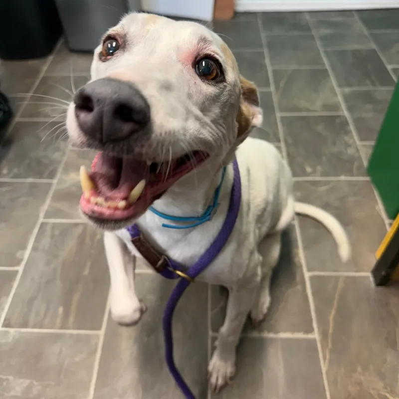 A senior medium-sized male Whippet dog named Roo for adoption in Circleville, OH