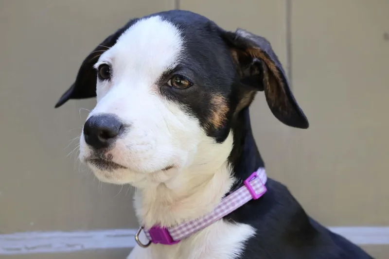Zoey thumbnail 2
