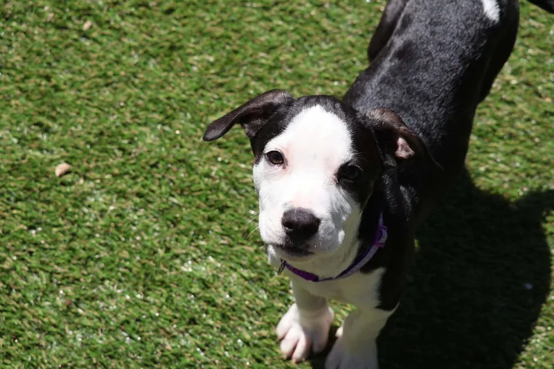 Zoey thumbnail 3