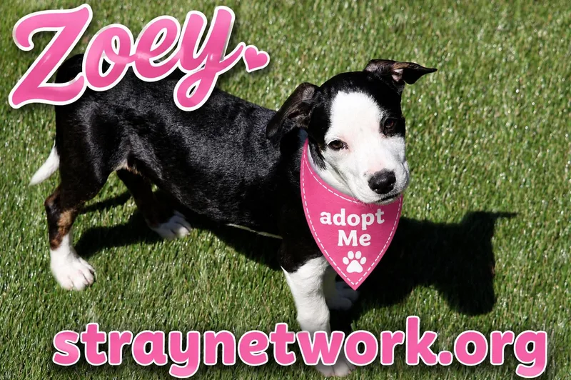 Zoey thumbnail 5