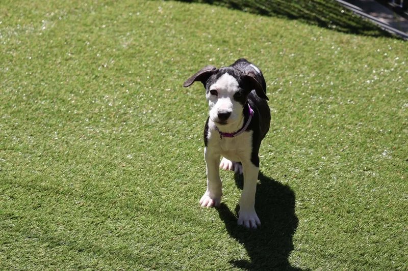 Zoey thumbnail 6