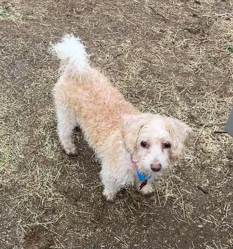 An adult small-sized male Terrier dog named Tinker for adoption in Anza, CA