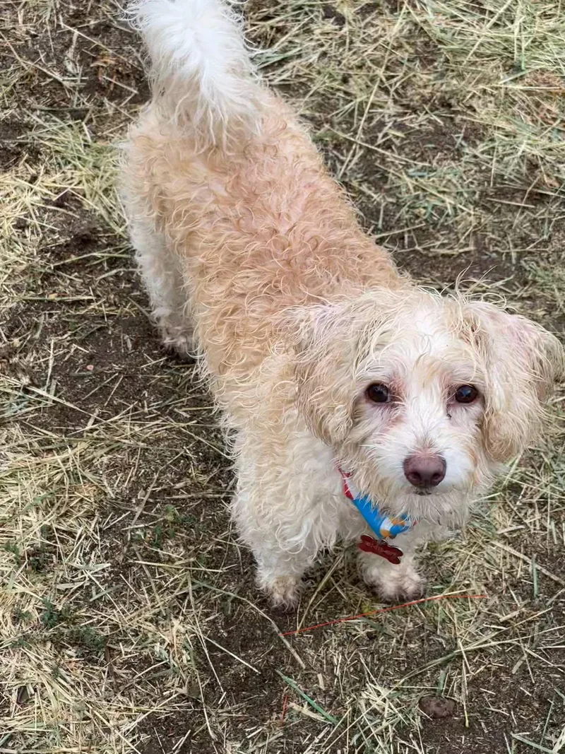 Tinker thumbnail 4