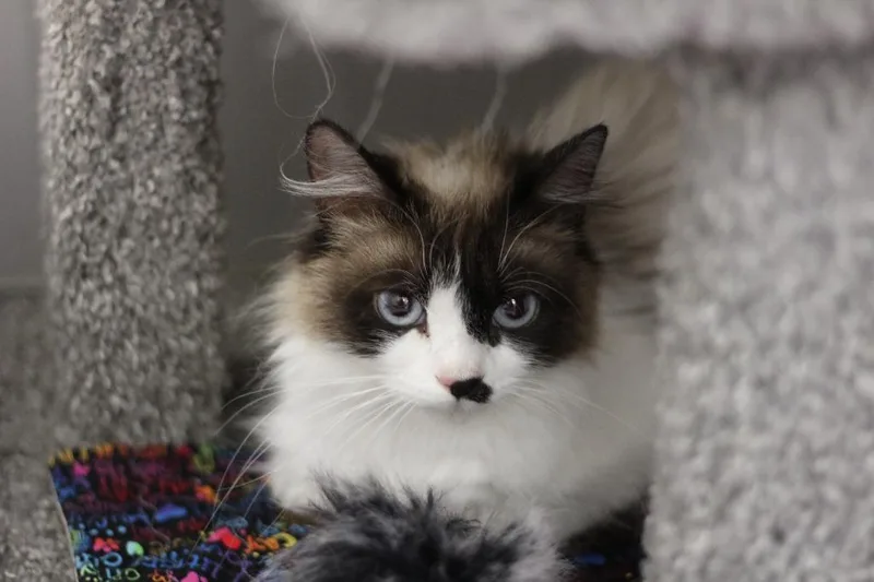 A young large-sized female Snowshoe cat named Mocha for adoption in Rockford, IL