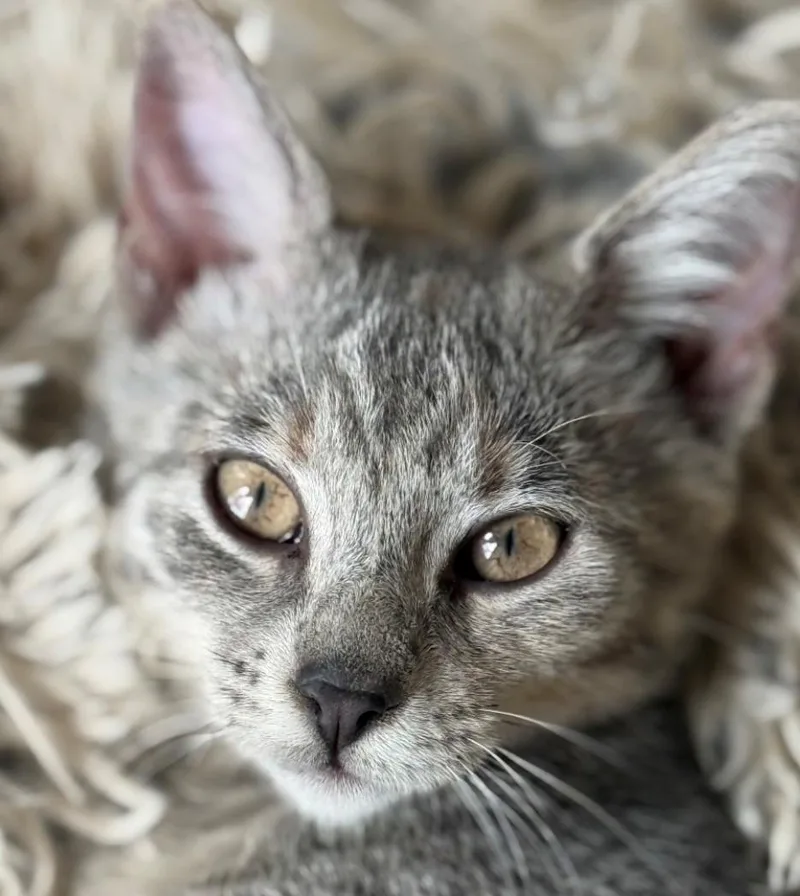 A young medium-sized female Gray / Blue / Silver American Shorthair cat named Tuna for adoption in Houston, TX