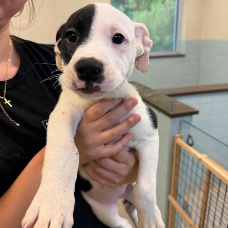 Mischief thumbnail 2