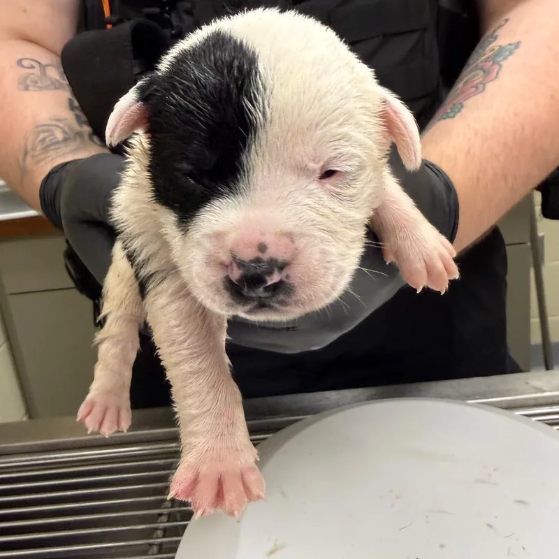 Mischief thumbnail 3