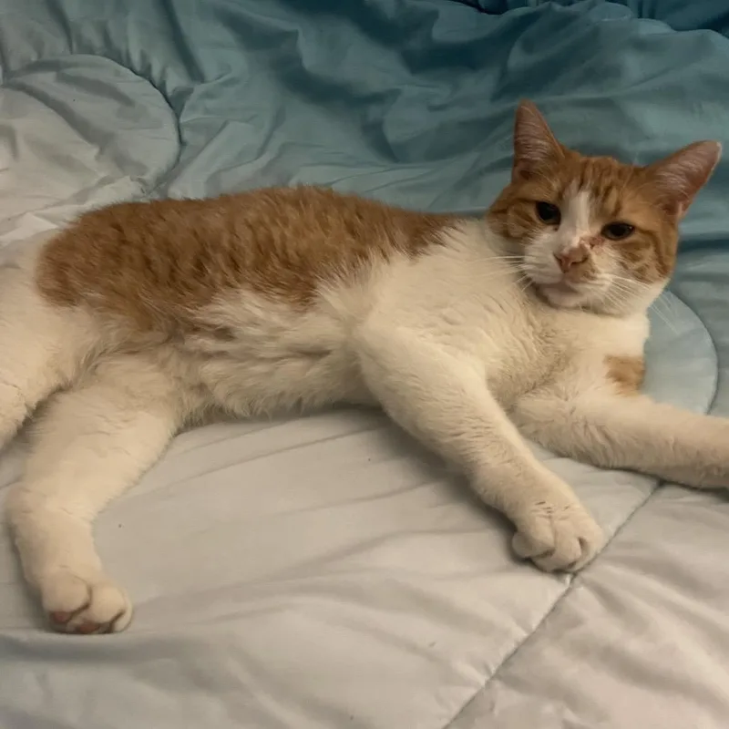 An adult small-sized female Orange / Red Domestic Short Hair cat named Africa for adoption in St. Peters, MO