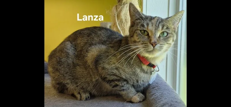 An adult medium-sized female Domestic Short Hair cat named Lanza for adoption in Kendallville, IN