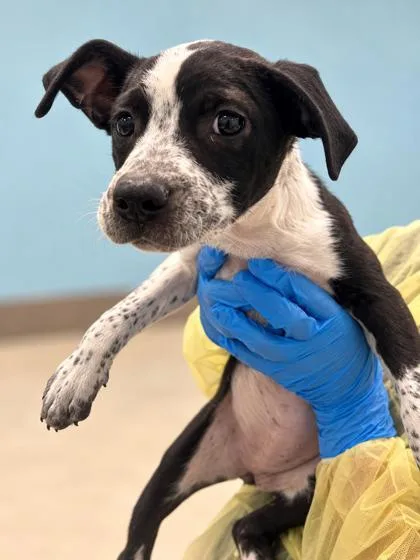 A young medium-sized female Terrier dog named Eartha for adoption in Gulfport, MS