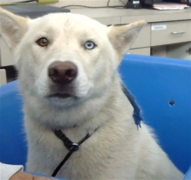 A young large-sized female Mixed Breed dog named Starfire for adoption in Dallas, TX