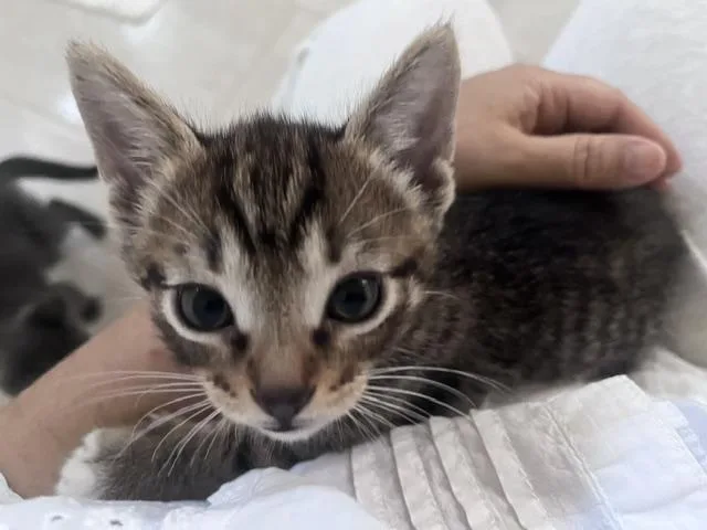A baby large-sized male Domestic Short Hair cat named Gomashio for adoption in Camarillo, CA