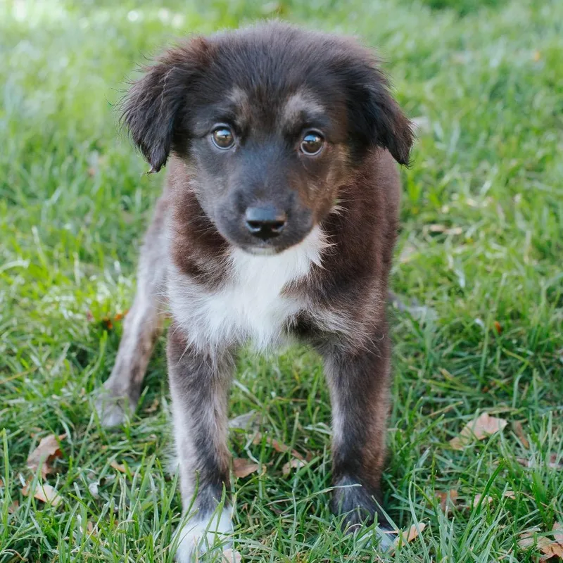A baby small-sized female Black Collie dog named Petrie for adoption in Northbrook, IL
