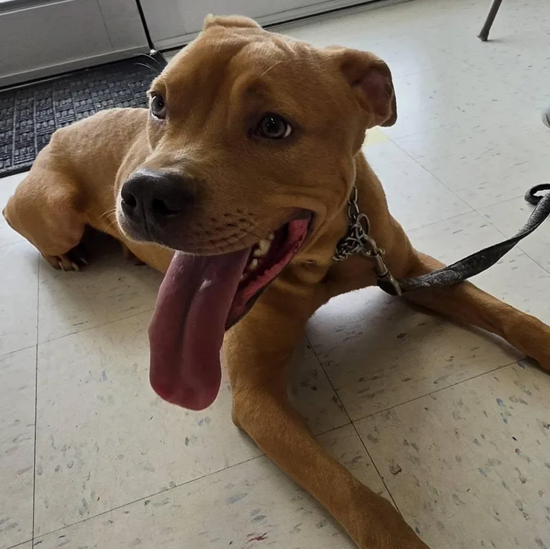 An adult medium-sized male Golden Pit Bull Terrier dog named Roscoe for adoption in Danville, VA