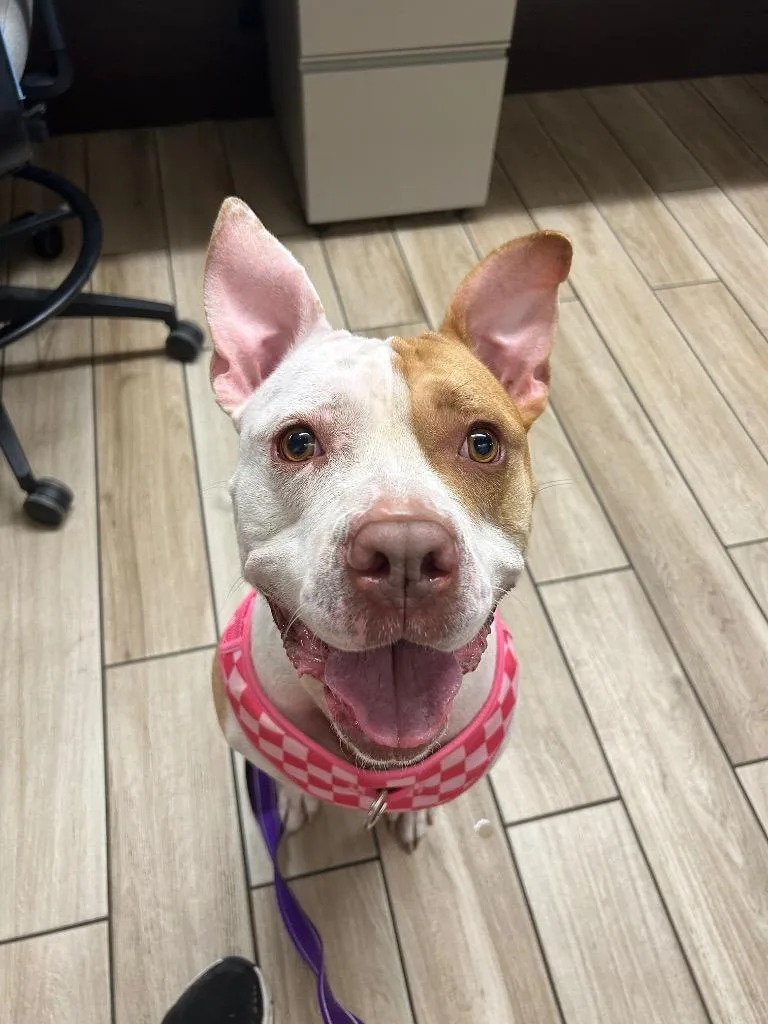 An adult medium-sized female Pit Bull Terrier dog named Lola for adoption in North Syracuse, NY