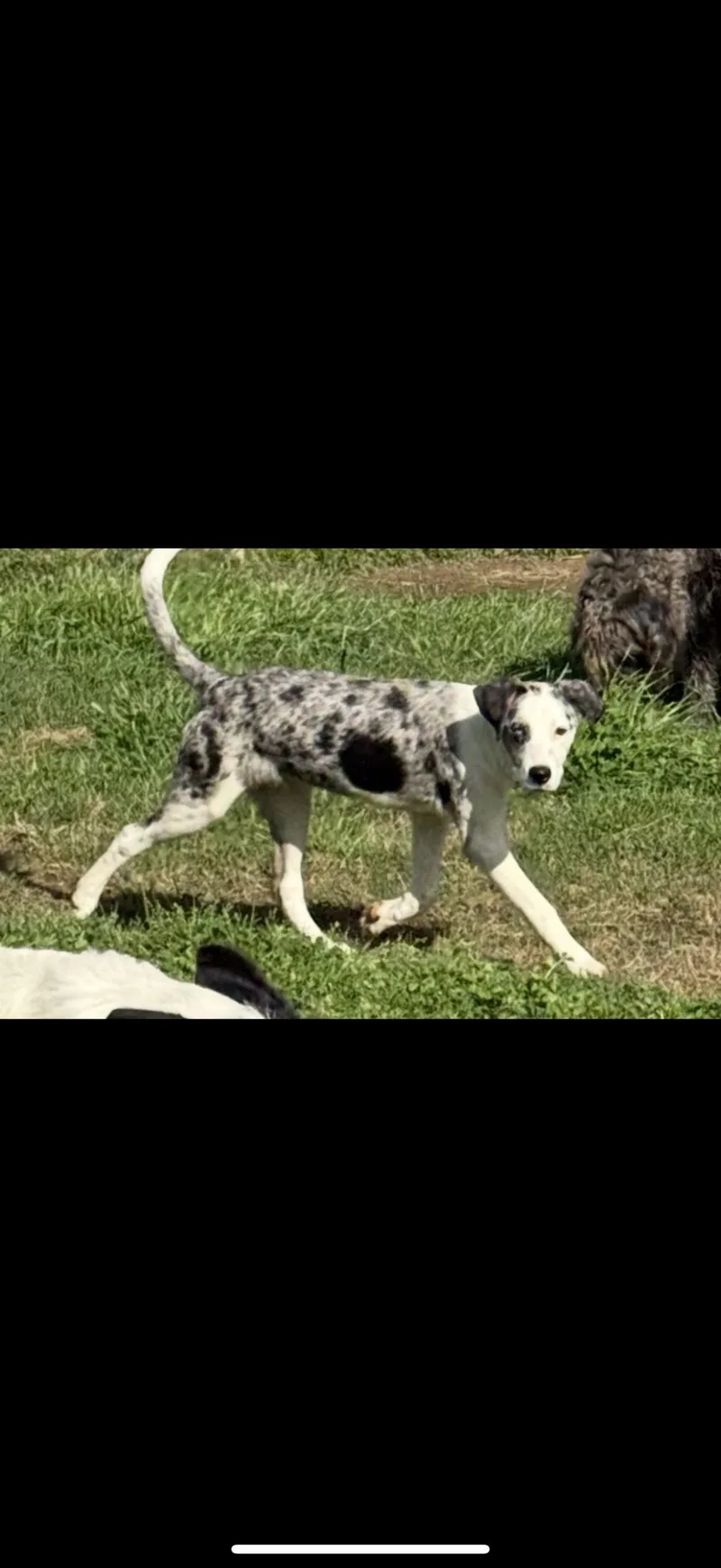 An adult medium-sized female Merle (Blue) Catahoula Leopard Dog dog named Popcorn for adoption in Jackson, LA