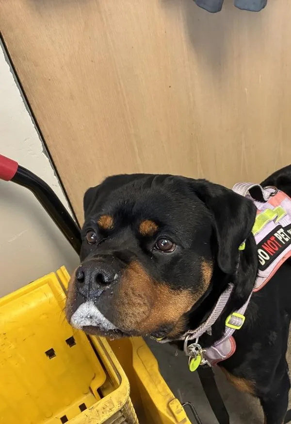 An adult large-sized female Rottweiler dog named Porshia for adoption in Salt Lake City, UT