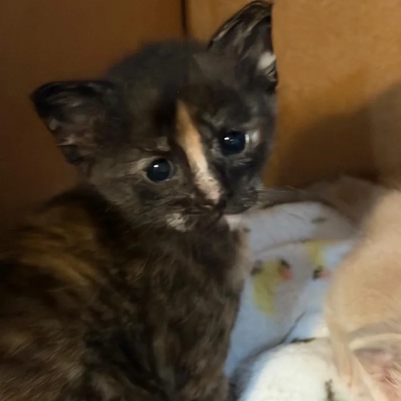 A baby small-sized female Tortoiseshell Domestic Short Hair cat named Sherry for adoption in Reisterstown, MD