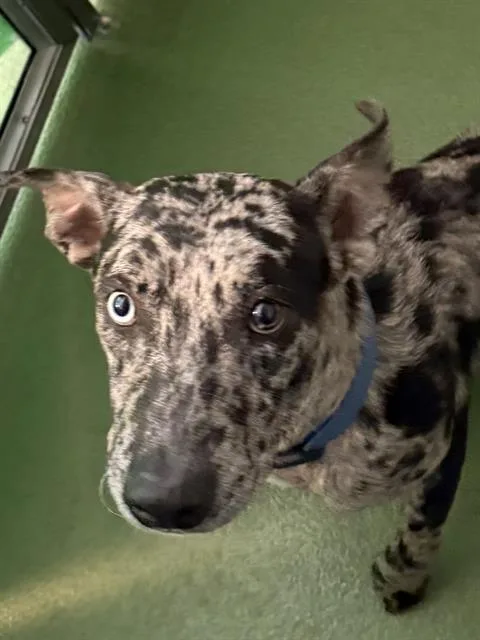 A young medium-sized male Mixed Breed dog named Ike for adoption in Dallas, TX