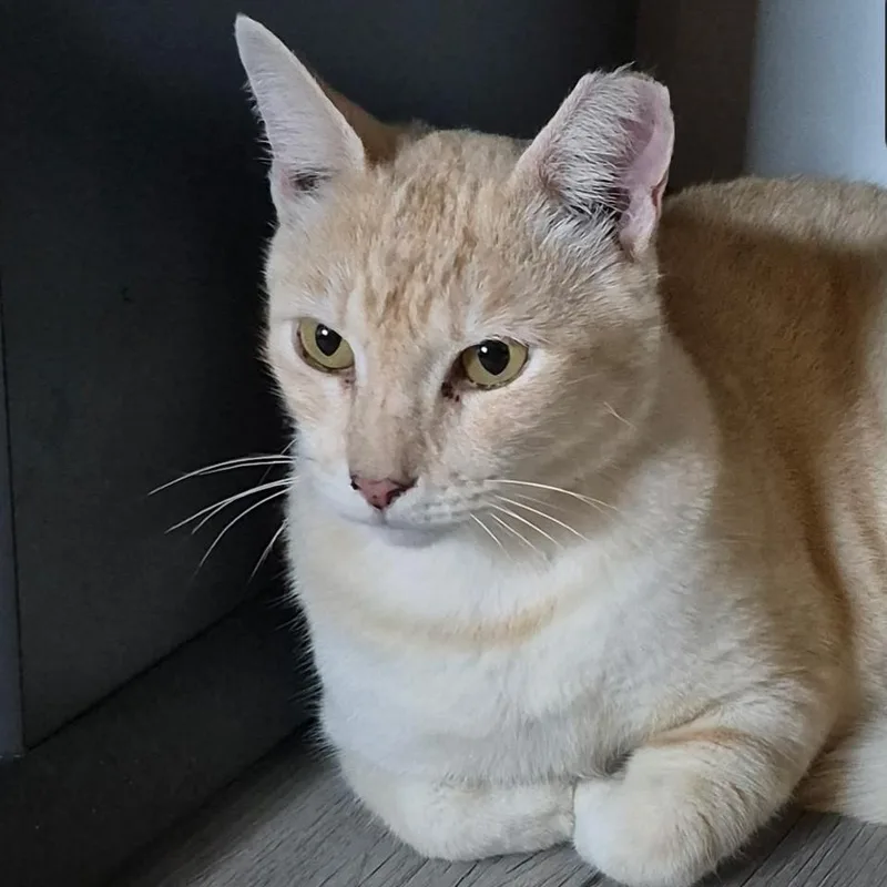An adult large-sized male Buff & White Domestic Short Hair cat named Devon for adoption in SNOW HILL, NC