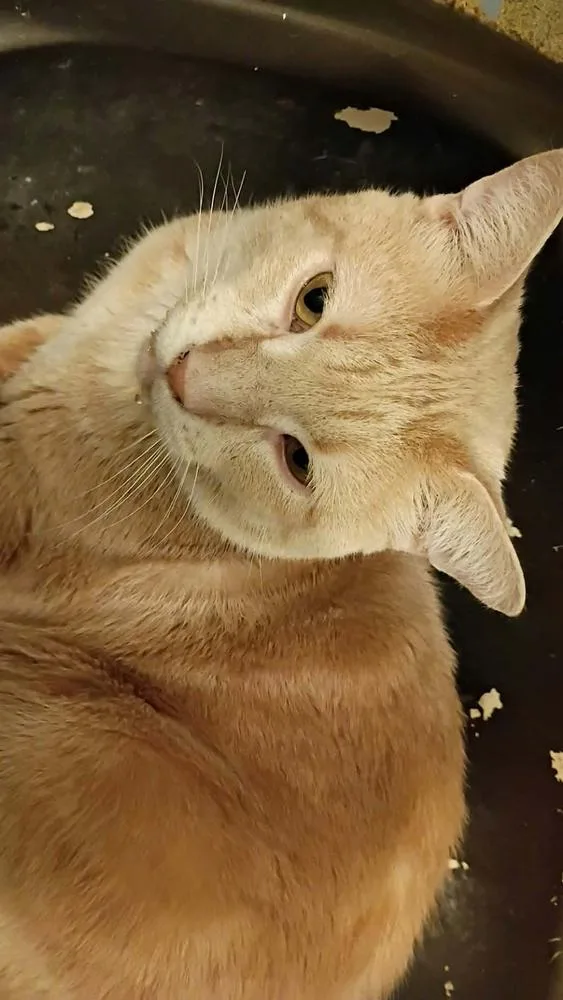 An adult medium-sized male Tabby (Orange / Red) Domestic Short Hair cat named Meatballc for adoption in Metamora, IL